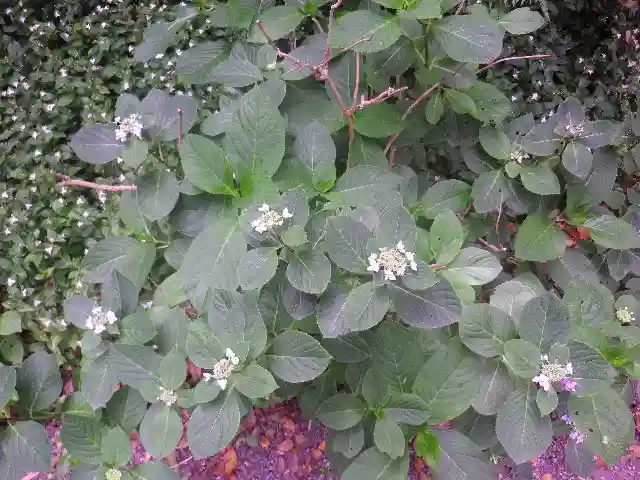 荏柄天神社の自然