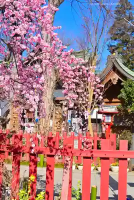 川越八幡宮(埼玉県)