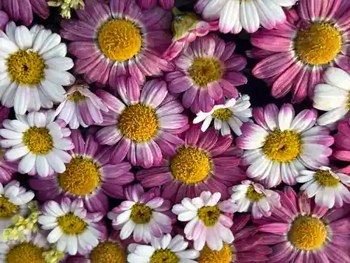 帯廣神社の手水舎