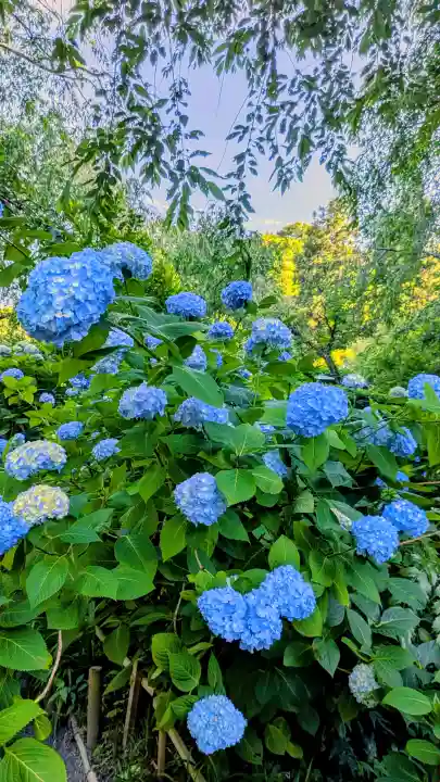 明月院(神奈川県)