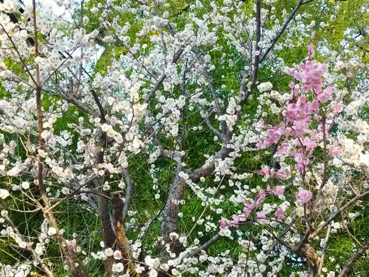 杭全神社(大阪府)
