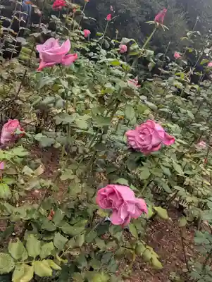 駒込妙義神社(東京都)