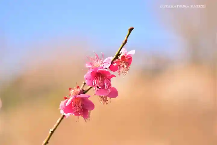 筑波山神社の自然