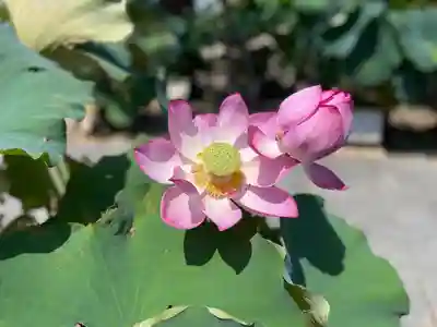 本山専修寺(三重県)