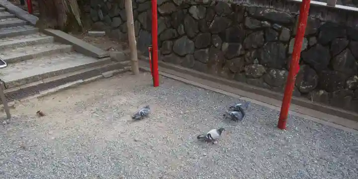 吉田神社の動物