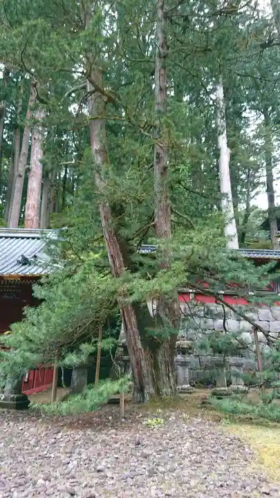 日光山輪王寺 大猷院の自然