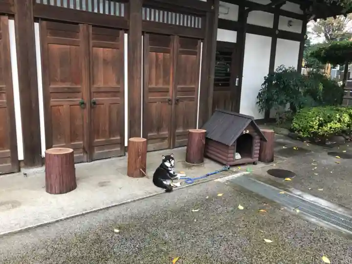 感通寺の動物