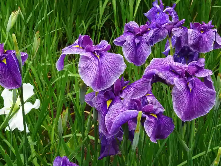 天台宗 長窪山 正覚寺の自然