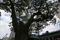 阿邪訶根神社の自然