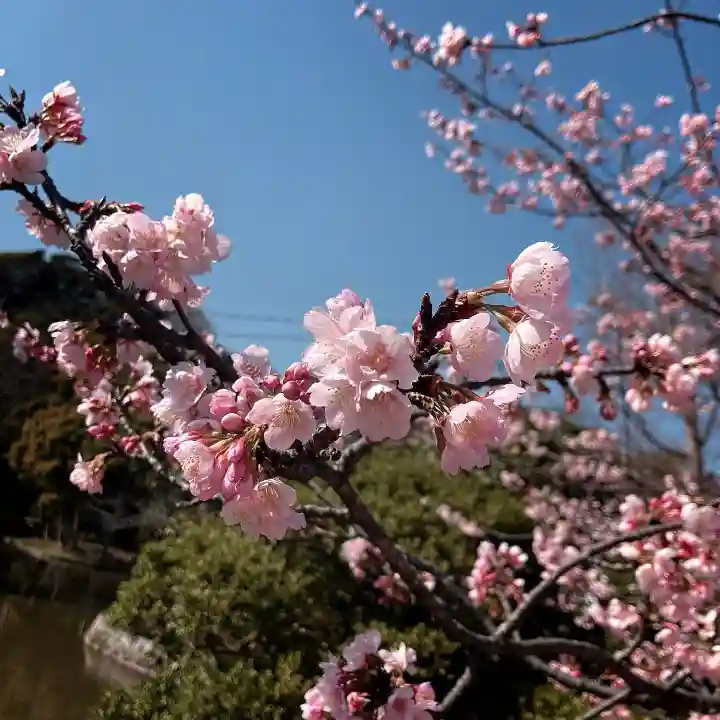 鶴岡八幡宮(神奈川県)