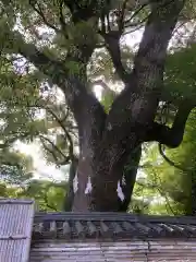 石清水八幡宮(京都府)