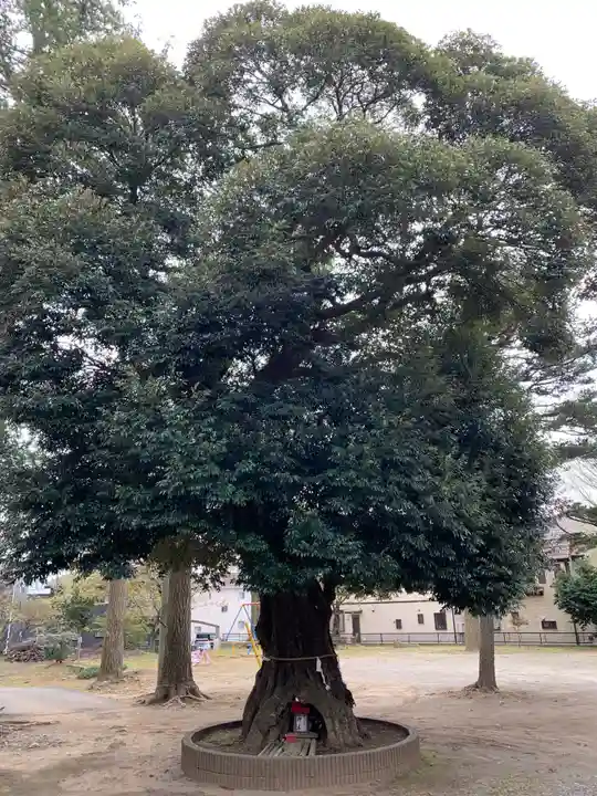 八幡神社の自然