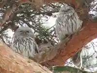 厚真神社の動物