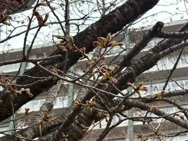 彌彦神社 (伊夜日子神社)(北海道)