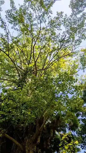 麻賀多神社の自然
