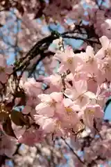 砂川神社の自然