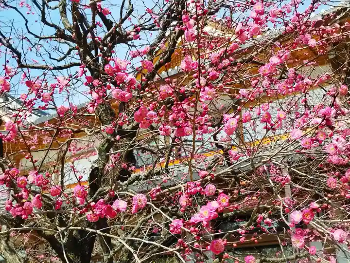 北野天満宮(京都府)