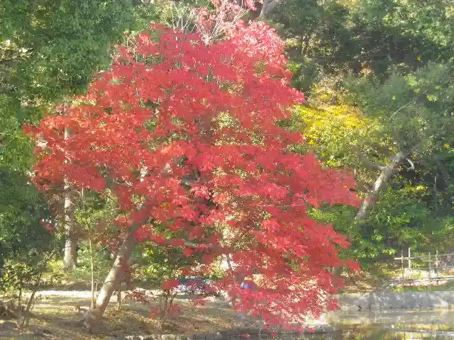 鶴岡八幡宮の自然