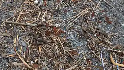 金比羅神社の庭園