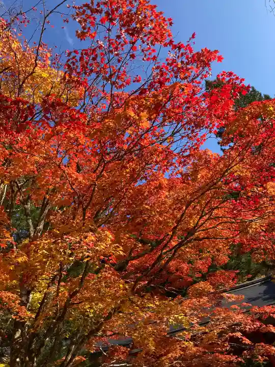 高野山金剛峯寺奥の院の自然
