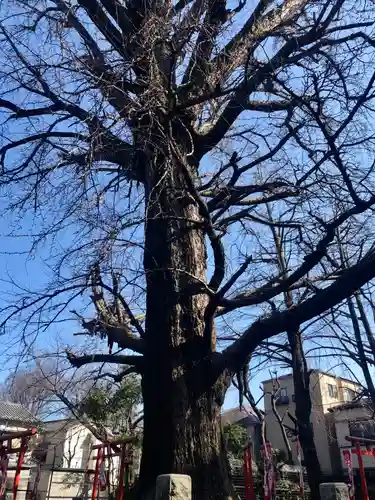 鬼子母神堂　(法明寺）の自然