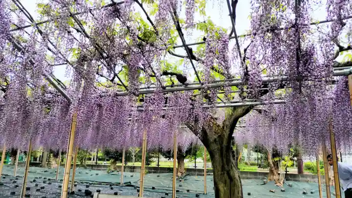 白旗神社(神奈川県)
