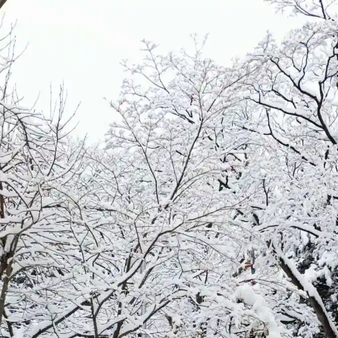 彌彦神社 (伊夜日子神社)の自然