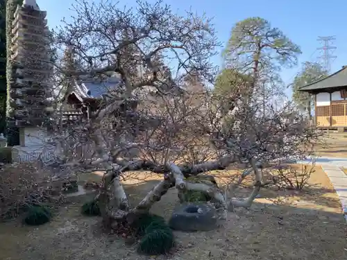 華蔵寺の庭園