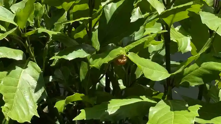 西善寺(埼玉県)