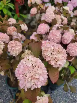柳谷観音　楊谷寺(京都府)