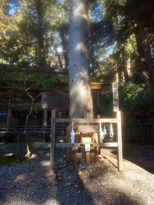 諏訪大社下社春宮の自然