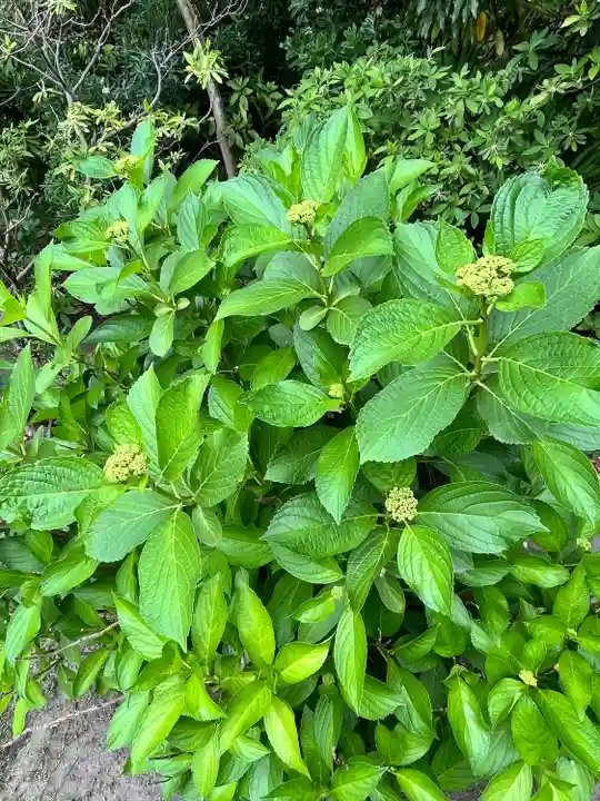 鶴岡八幡宮の自然