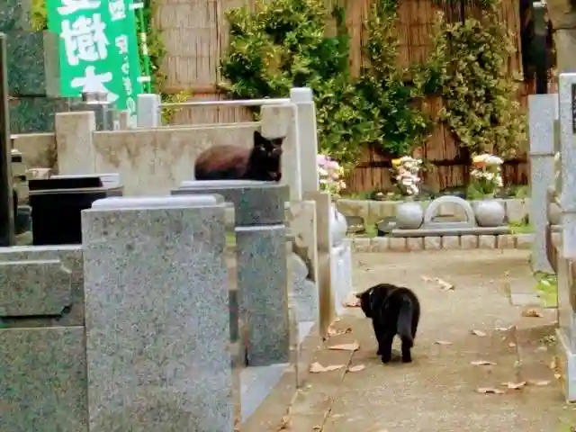 清水寺の動物