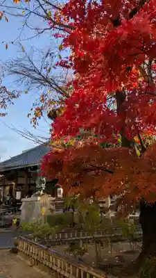 墨染寺（桜寺）(京都府)