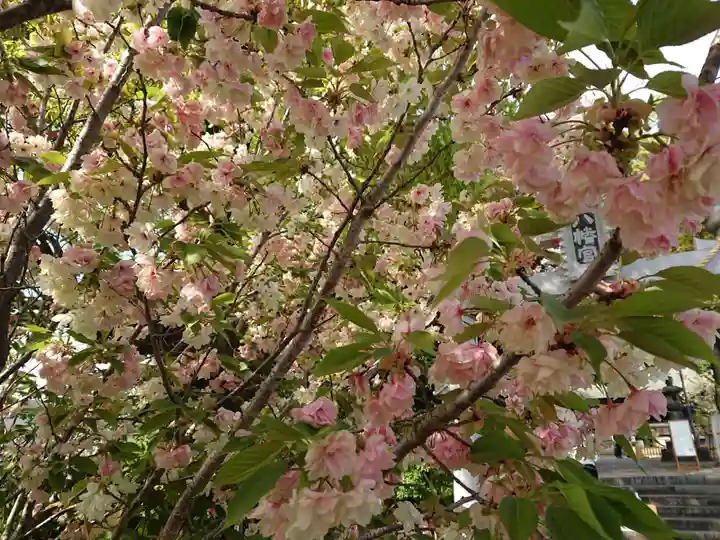 上地八幡宮の自然