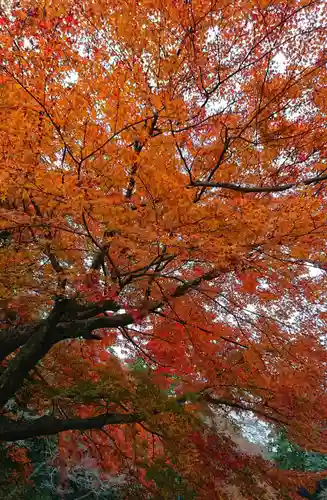 唐澤山神社の自然