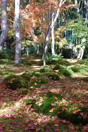 祇王寺の庭園