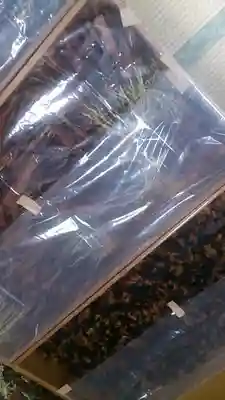 海士潜女神社(三重県)