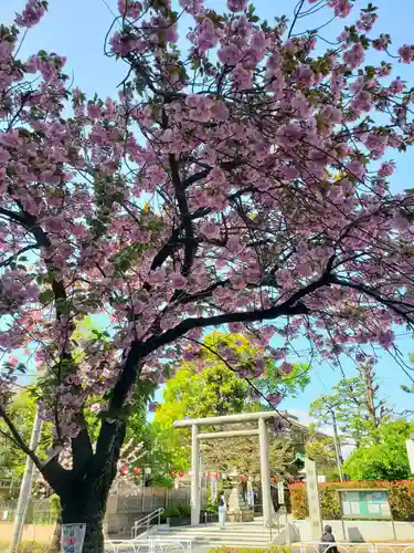 桜神宮(東京都)