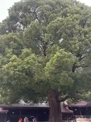 明治神宮(東京都)