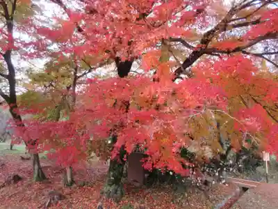 大覚寺(京都府)