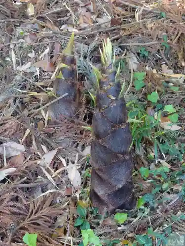 高養寺(埼玉県)