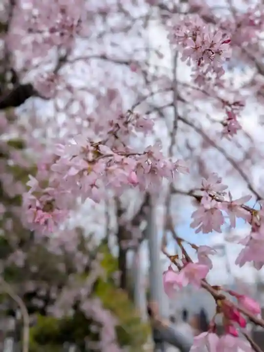 阿佐ヶ谷神明宮(東京都)