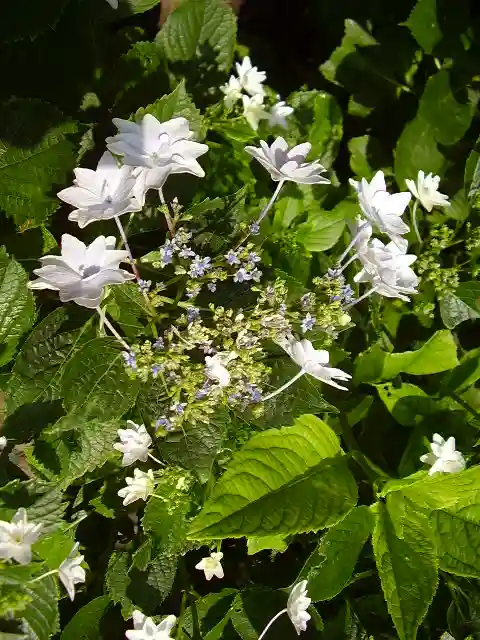 御霊神社の自然