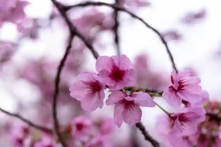 平野神社(京都府)