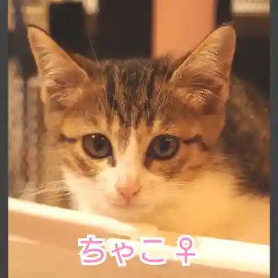 天王山 安楽寺(福井県)