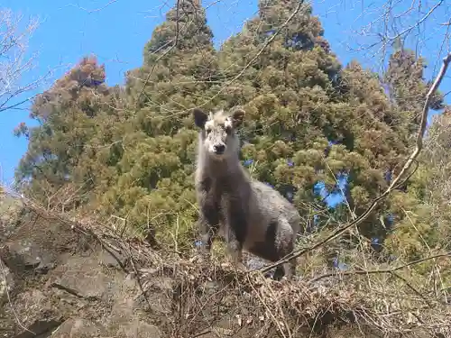 熊ノ平神社の動物