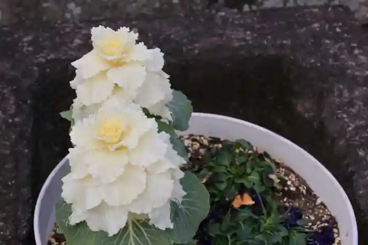熊野福藏神社の手水舎