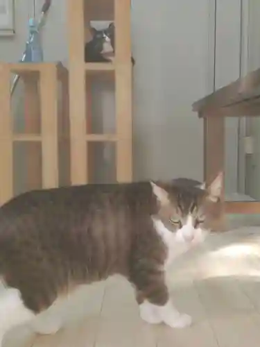 下野大師華蔵寺の動物