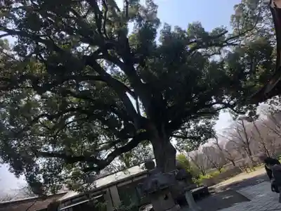 平野神社(京都府)